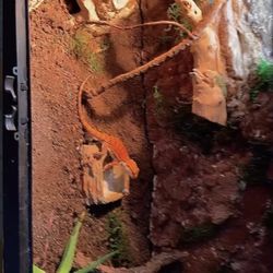 Bearded dragon enclosure