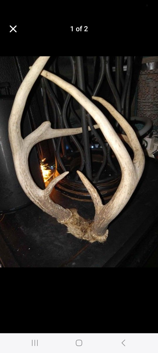 5 Pt Deer Antlers