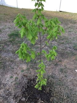 Maple Sapling 53” high.