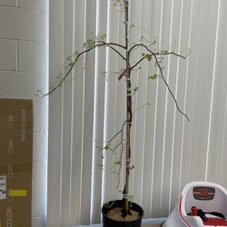 Lavender Twist Weeping Redbud Dormant Bare Root Starter Ornamental Fruit Tree