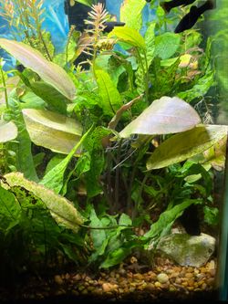10" Echinodorus Sword  Rose aquarium plant
