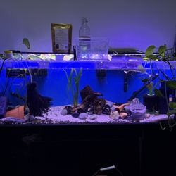 55 Gallon Acrylic Tank and Stand