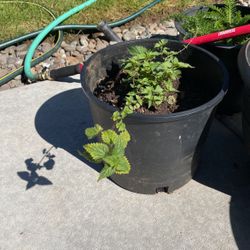 Stinging Nettle