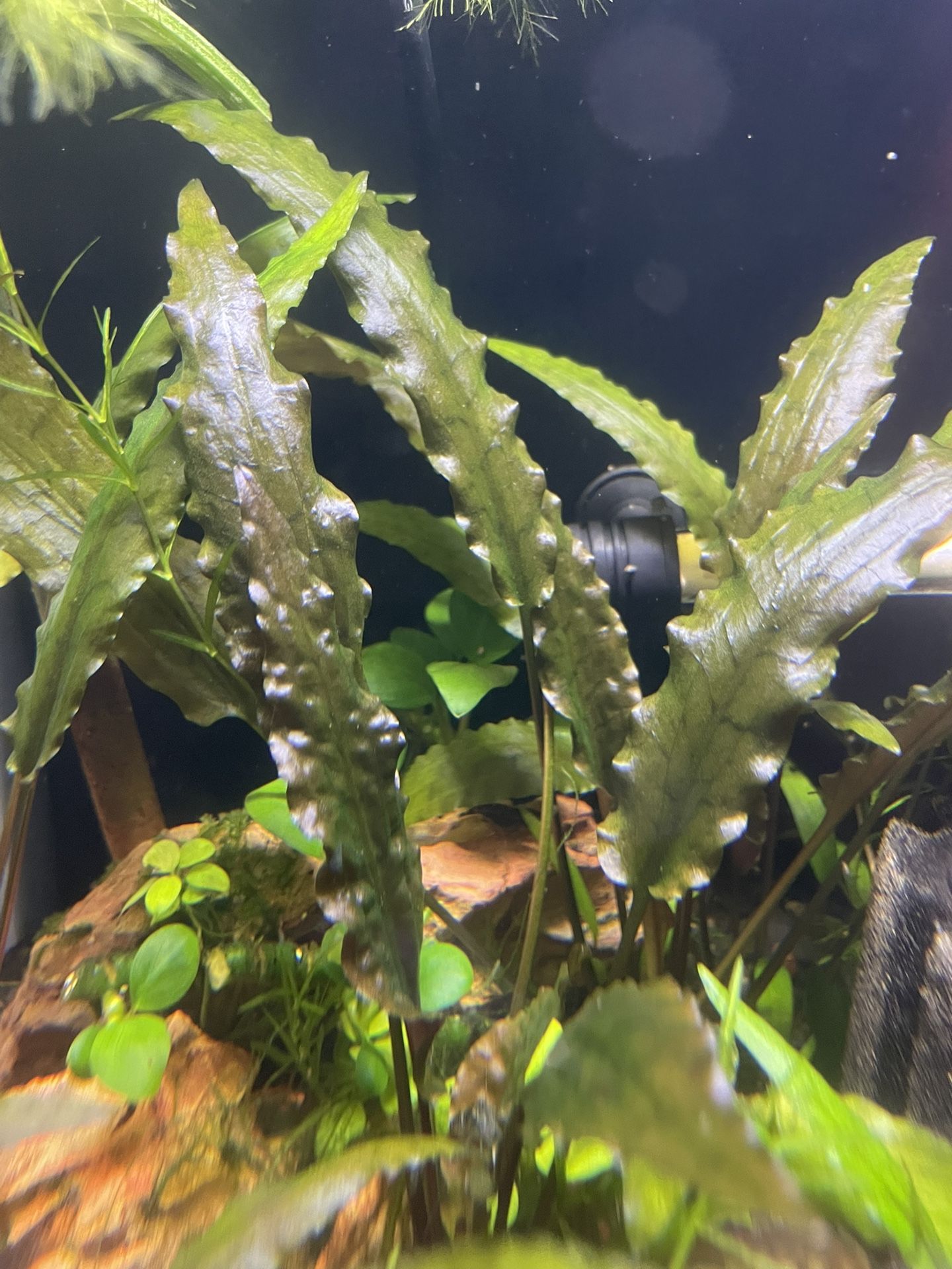 Cryptocoryne (crypt) Wendtii 