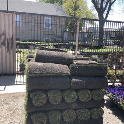 Kentucky Blue Grass - Fresh Sod