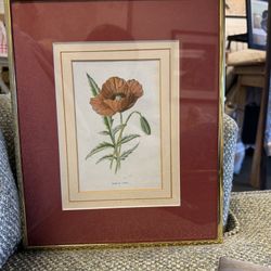 Antique Victorian Botanical Print – Scarlet Poppy (c. late 1800s)
