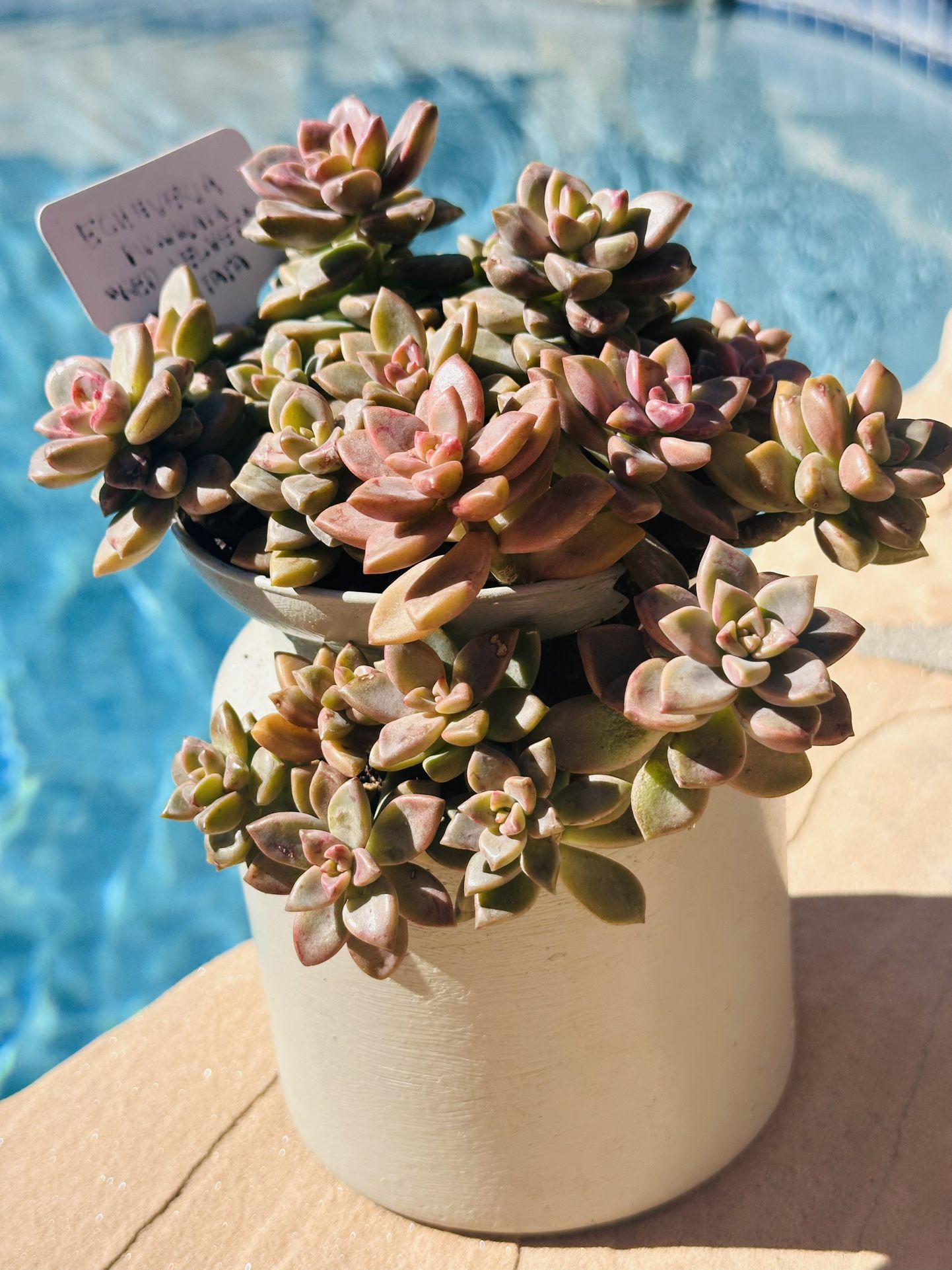 Beautiful Succulents 