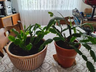 Cactus . Price for both