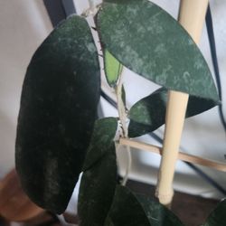Hoya Flagellata Gold 