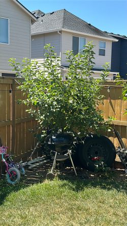 Multi Apple Tree