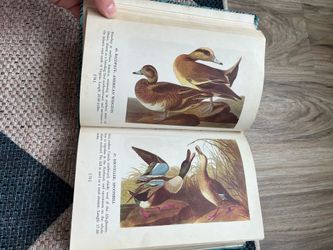 Vintage “Audubon's Birds of America" book
