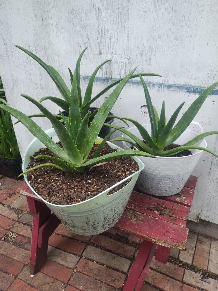Large Aloe Vera Plants