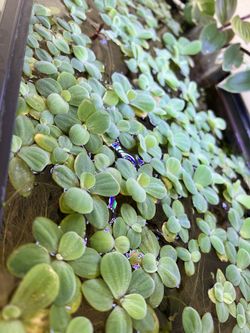 Dwarf Water Lettuce