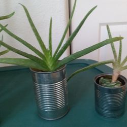 Aloe Vera Plants Each $5