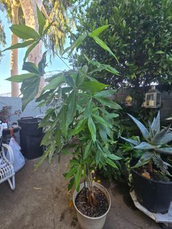 Money tree