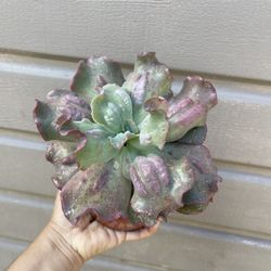 6” Echeveria Etna 