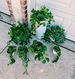 🌿💚 HOYA LOVERS, Hoya Chelsea, Obovata, Kerrii 💚, Wayetii, Rope Hoya, and
