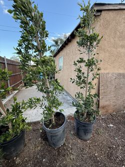 Ficus
