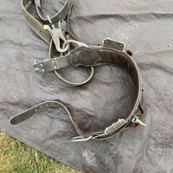 Harness