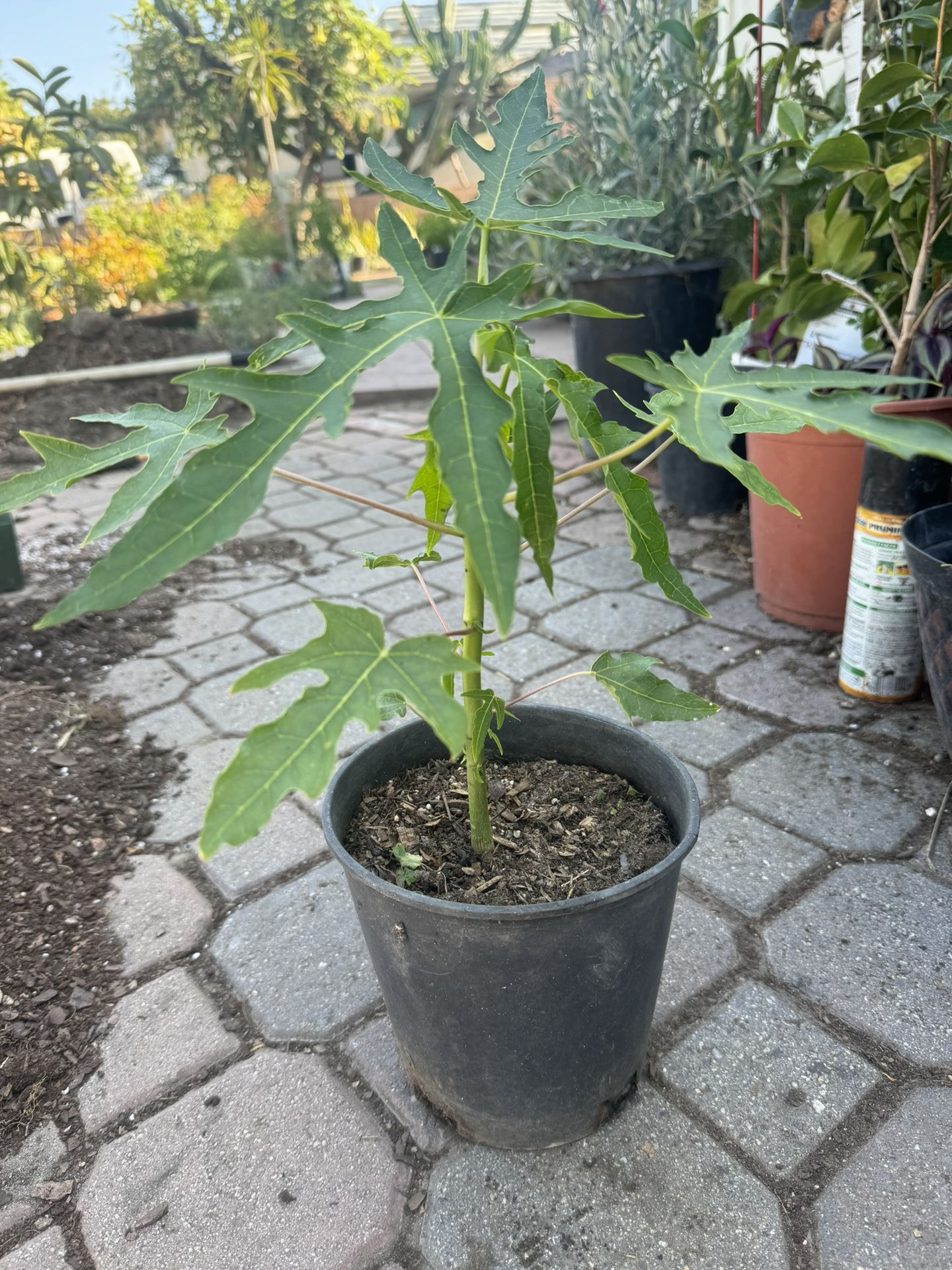 Papaya