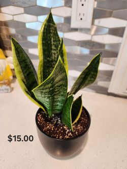 5 Inch Matte Black Ceramic Pot House Plant