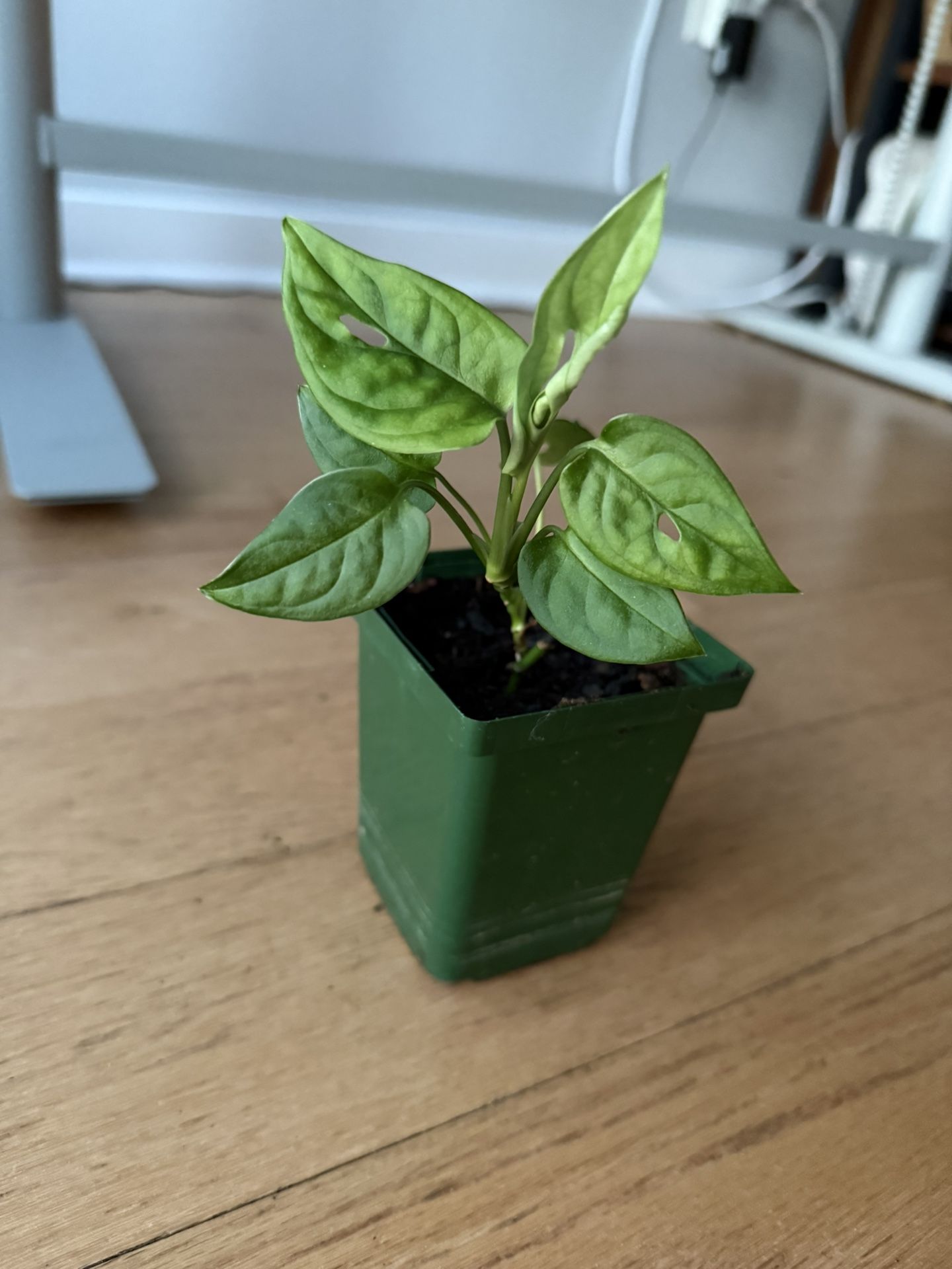 Monstera Obliqua Tena Plant