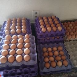 Farm Fresh Eggs 