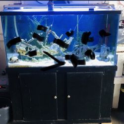 125 Gallon Fish Tank
