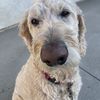 ben