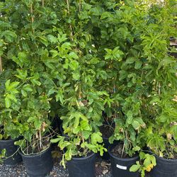 I’m Selling Passion Fruit.