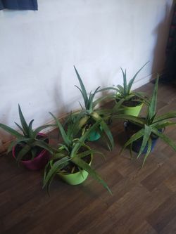 Aloe vera plants