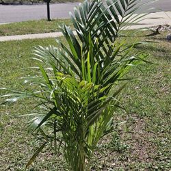 Areca Palm Live Plants 