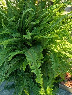Big nice plant ...Bonita plantas helecho$37