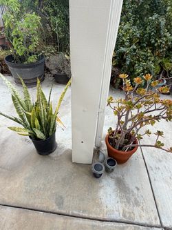 Snake Plant in Black Nursery Pot
