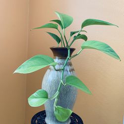 Live Indoor Neon Pothos House Plant in a Ceramic Pot with Drainage