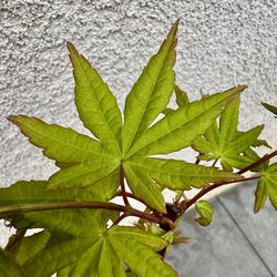 japanese coral bark maple tree in a 3gal  pot (sango kaku)