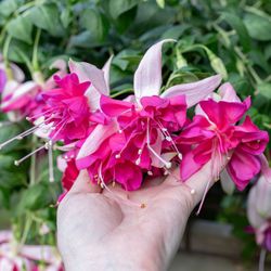 8” Big Fucshia Plant Bella Rosella Big Flower