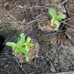 Zinnia Flowers Seedling X 2