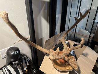 Caribou Antlers W/ Fur Still ON antlers Mount