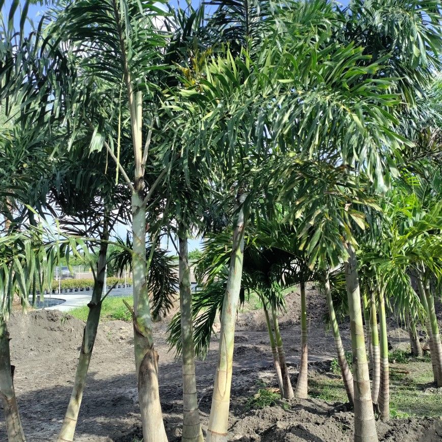 Foxtail Palms 12-14 Ft Tall Delivered