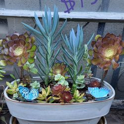 Succulents $2 & up
