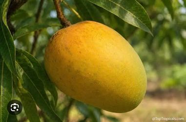 Afonso mango trees