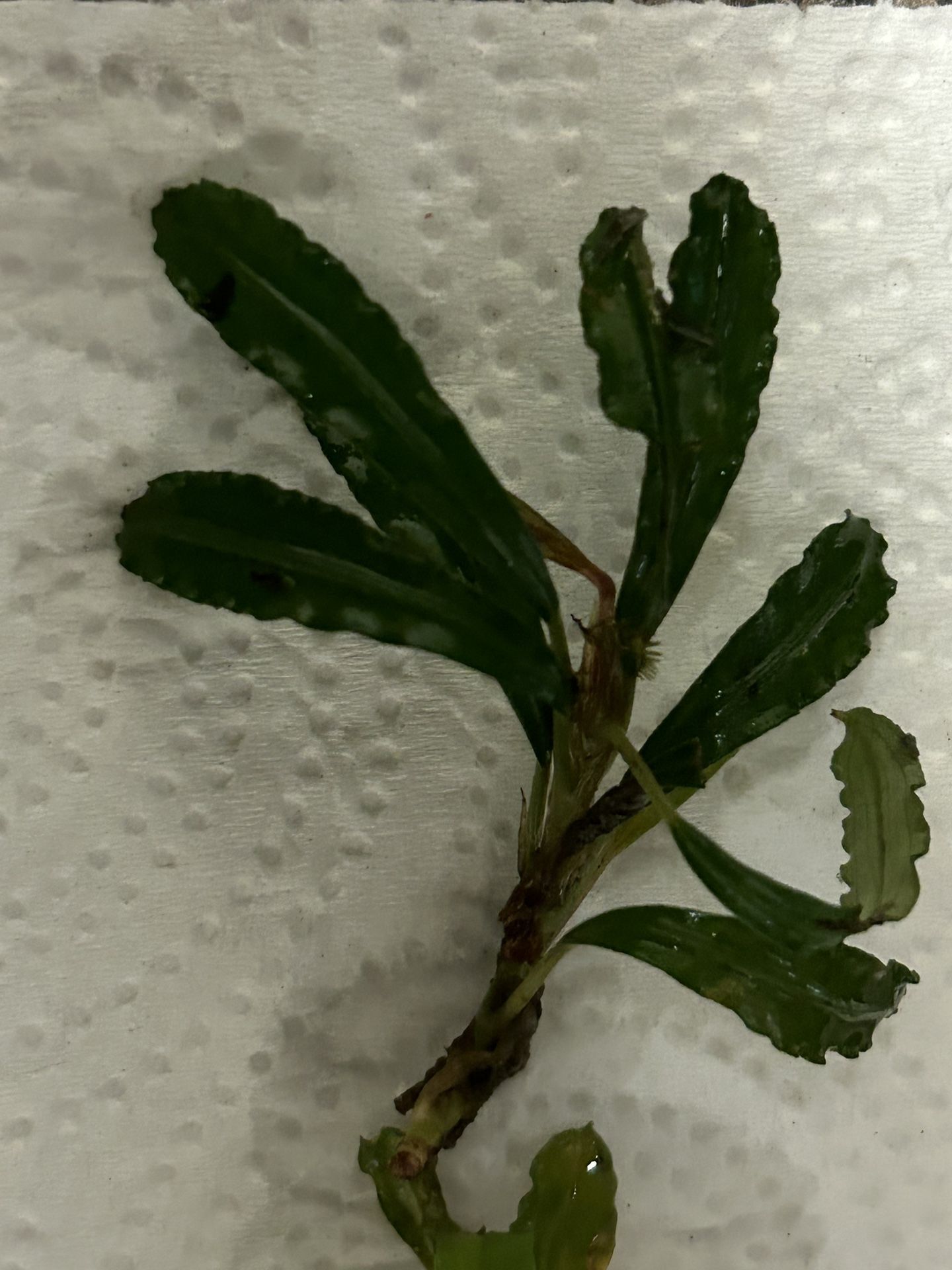 Bucephalandra Blue Velvet 