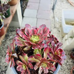 Aeonium Anna Imported