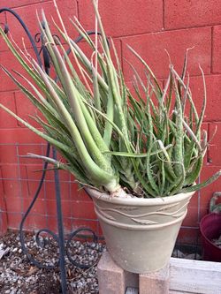 Large Aloe Vera Plant in Pot