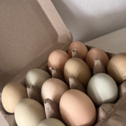 Free Range farm Fresh Eggs  Dozen 