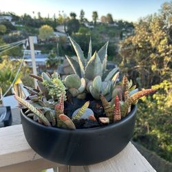 Gorgeous Modern Succulent Bowl Black
