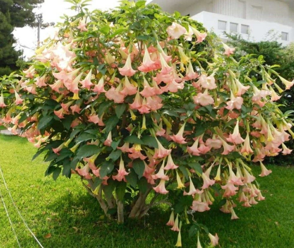Dathura Plant