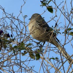Gaming Alienware Monitor PS4 Xbox Worth 300 Selling For 60
