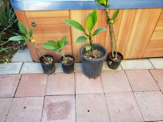 Plumerias
